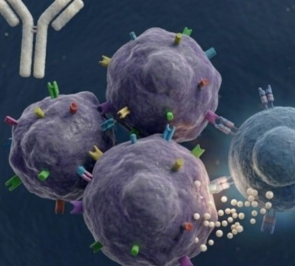 Immunopathology and Immunotherapy