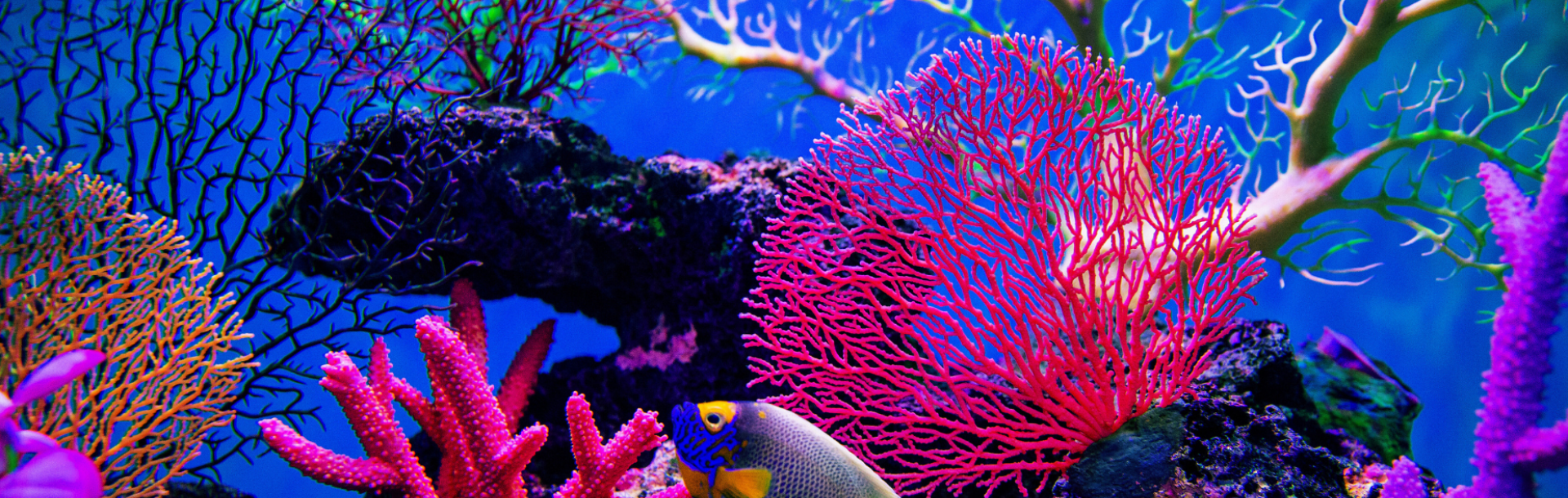 Unveiling the Mechanism Behind the Lethal Bacteria Responsible for Coral Reef Mass Mortality