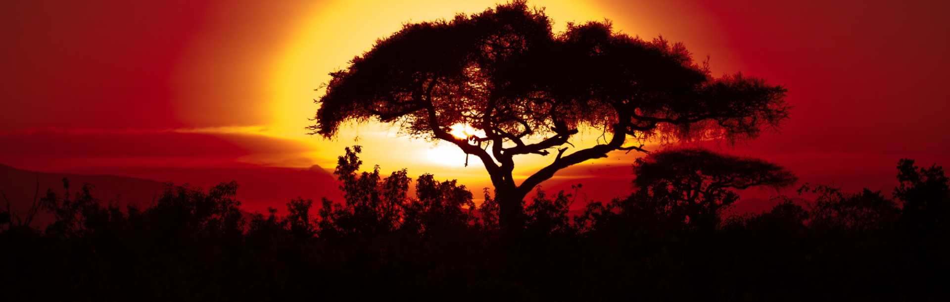 SeReNe (Surgeons Resilience Network)