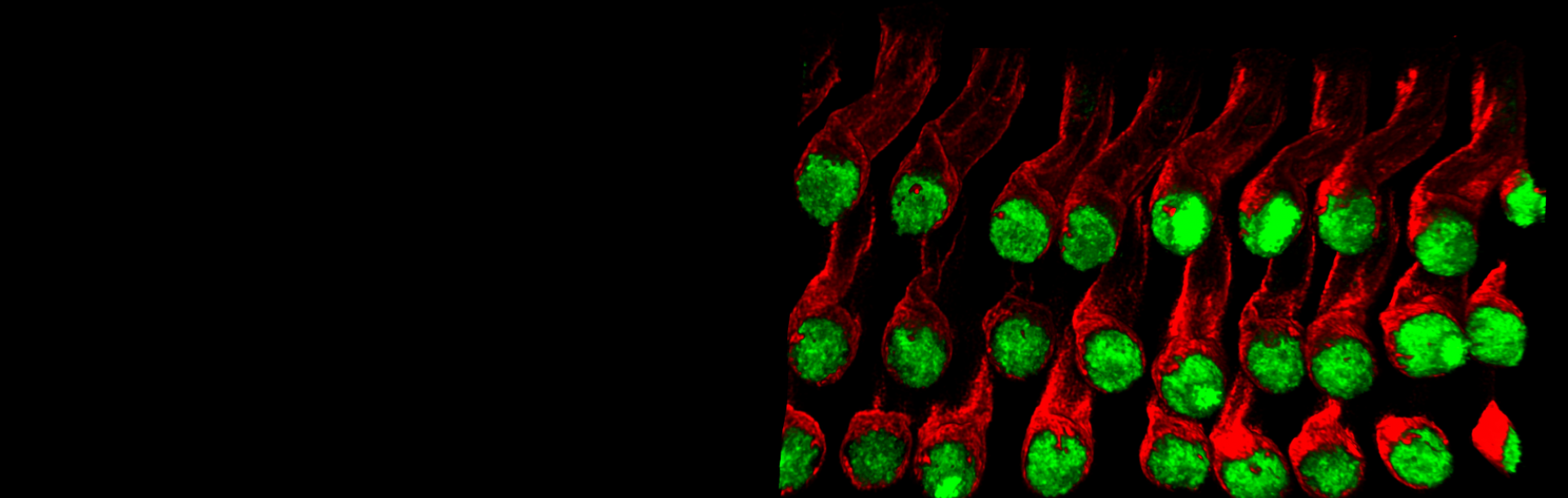 Multi-omics and live imaging reveal the cells that initiate hearing cell regeneration