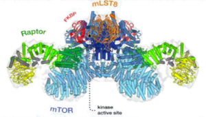 mTOR signaling in growth and metabolism