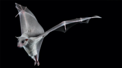 Study reveals that bats experience hearing loss in old age