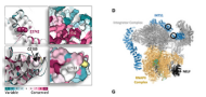 A deleterious variant of INTS1 leads to disrupted sleep–wake cycles