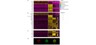 Glial cells expressing visual cycle genes are vital for photoreceptor survival in the zebrafish pineal gland