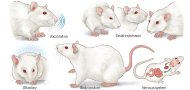The complex affective and cognitive capacities of rats