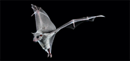 Bats. Haim Ziv, Weizmann Institute of Science