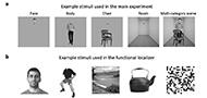 Distinct Yet Proximal Face- and Body-Selective Brain Regions Enable Clutter-Tolerant Representations of the Face, Body, and Whole Person