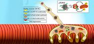 Looking for answers far away from the soma - the (un)known axonal functions of TDP-43, and their contribution to early NMJ disruption in ALS