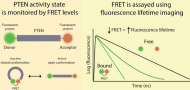 Biosensor for monitoring PTEN activity in biological systems Biosensor for monitoring PTEN activity in biological systems