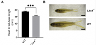 Combined Pituitary Hormone Deficiency in lhx4-Knockout Zebrafish