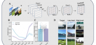 Convolutional neural networks uncover the dynamics of human visual memory representations over time