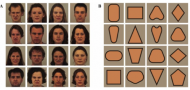 Attention bias vs. attention control modification for social anxiety disorder: A randomized controlled trial