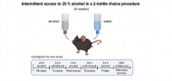 A dual-omics approach on the effects of fibroblast growth factor-2 (FGF-2) on ventral tegmental area dopaminergic neurons in response to alcohol consumption in mice