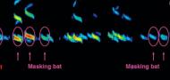 Onboard recordings reveal how bats maneuver under severe acoustic interference Onboard recordings reveal how bats maneuver under severe acoustic interference