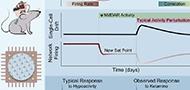 NMDA receptors regulate the firing rate set point of hippocampal circuits without altering single-cell dynamics