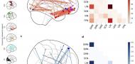Mechanisms of Long-Term Nonexternally Reinforced Preference Change: Functional Connectivity Changes in a Longitudinal Functional MRI Study Mechanisms of Long-Term Nonexternally Reinforced Preference Change: Functional Connectivity Changes in a Longitudinal Functional MRI Study