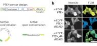 Genetically encoded biosensor for fluorescence lifetime imaging of PTEN dynamics in the intact brain Genetically encoded biosensor for fluorescence lifetime imaging of PTEN dynamics in the intact brain