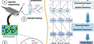 Adaptive sequencing using nanopores and deep learning of mitochondrial DNA 