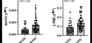 Blood RNA Sequencing Indicates Upregulated BATF2 and LY6E and Downregulated ISG15 and MT2A Expression in Children with Autism Spectrum Disorder
