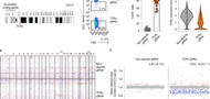 Frequent aneuploidy in primary human T cells after CRISPR–Cas9 cleavage