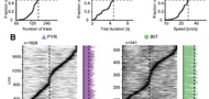 High fidelity theta phase rolling of CA1 neurons