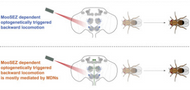 Olfactory stimuli and moonwalker SEZ neurons can drive backward locomotion in Drosophila