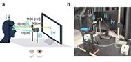 Touchless short-wave infrared imaging for dynamic rapid pupillometry and gaze estimation in closed eyes