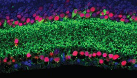 Regulatory transcription factors in the adult retina