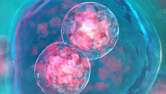 Flow Cytometry Core