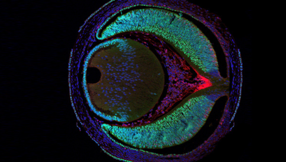 Cellular and Molecular Imaging Center