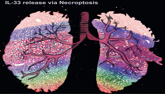 On the cover - Inhibiting necroptosis in IL-33-dependent allergic airway inflammation – anti-necroptosis treated (left) vs untreated (right) lung.