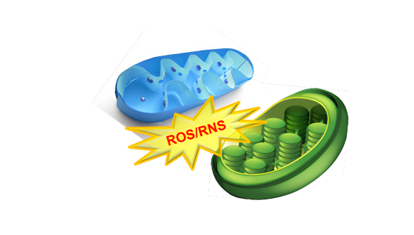 The 36th annual meeting of the Israel Society for Oxygen and Free Radical Research (ISOFRR)
