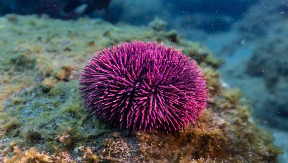 How do cells build skeletons? Mechano-genetic regulation of sea urchin skeletogenesis