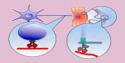 dynein in spatiotemporal signaling