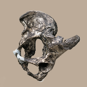Modern Human Male Pelvis May Be an Evolutionary Innovation